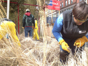 Cutting back grasses in Chinatown