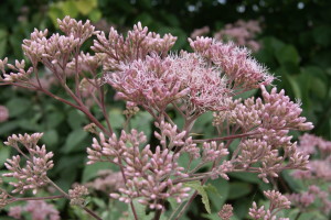 Eutrochium maculatum 'Gateway'