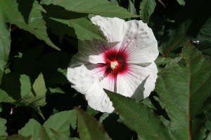 SONY DSC