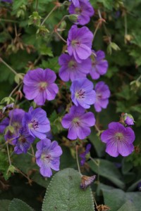  The popular Geranium 'Rozanne' (Cranesbill) is looking very good in the Fort Point Channel Parks