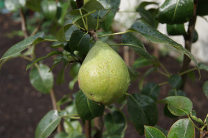 Keiffer Pear