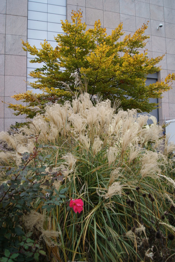 miscanthus and beech
