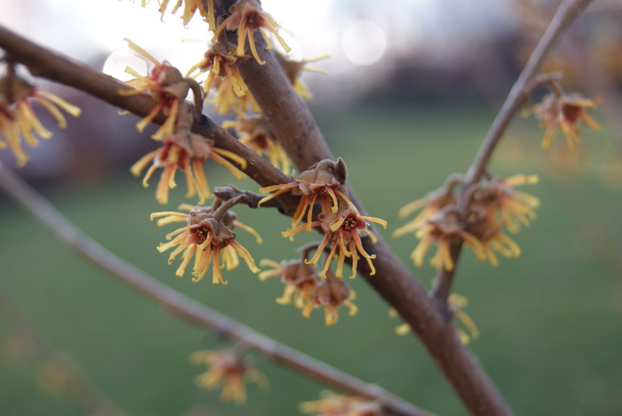 Early blossom of the Hamamelis 