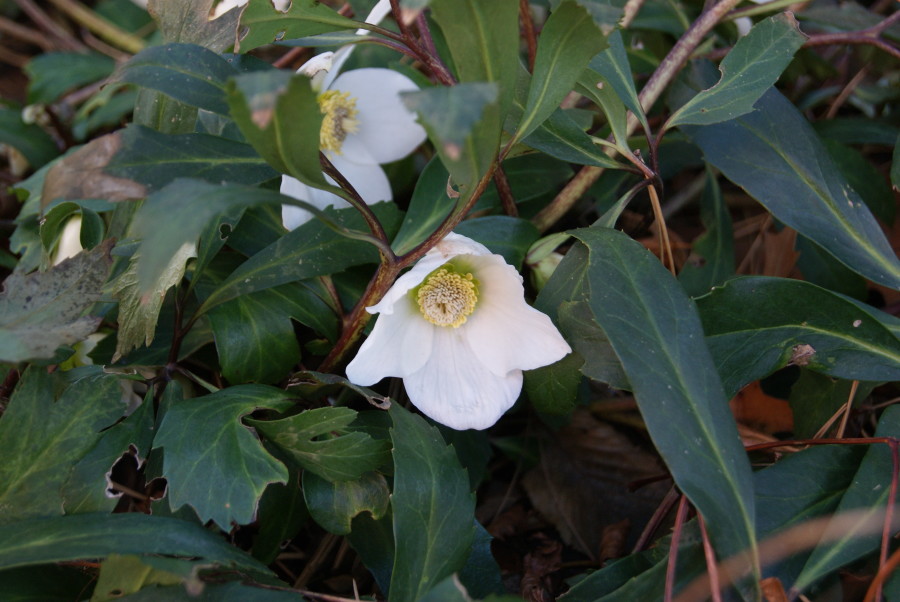 Helleborus niger blossom