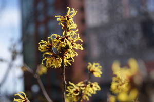 Hamamelis