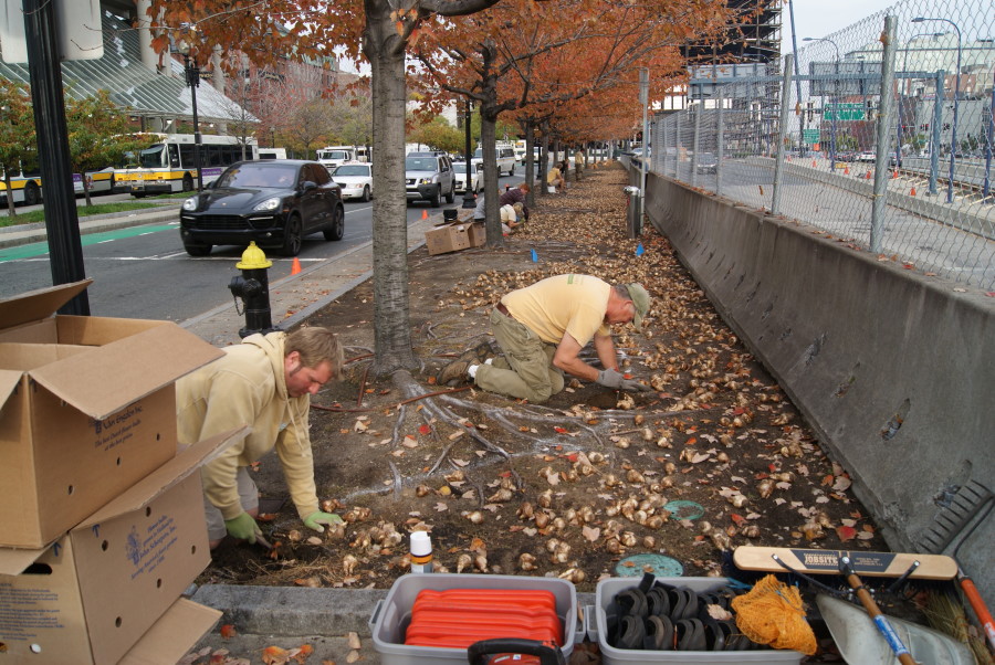 Anthony (left) and Gary (center) plant bulbs near the North End Park