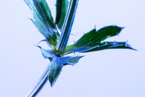 Sea Holly stem and leaf