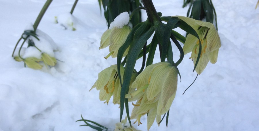 cropped fritillaria in snow 4.5.16