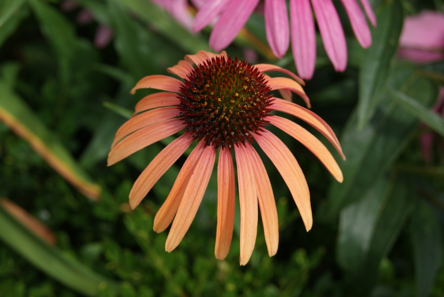 Echinacea will all be featured