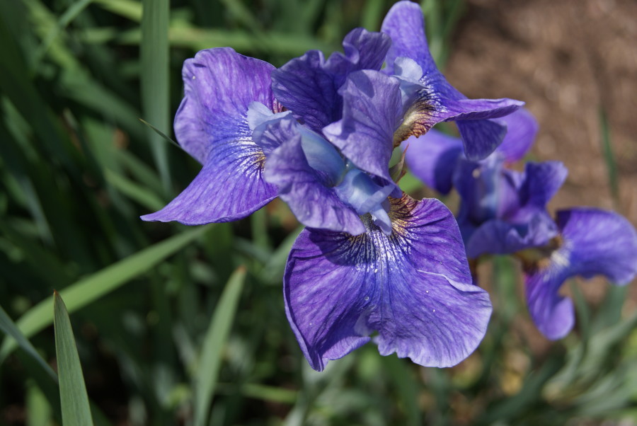 Iris siberica will be featured in the boxwood beds