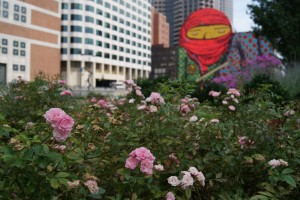 SONY DSC