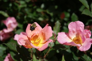 SONY DSC