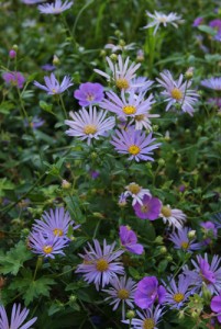 Aster Frikartii Moench & Geranium Roxanne