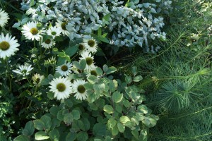 Echinacea Virgin & Pycnanthemum Muticum