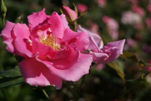 Rosa Carefree Beauty