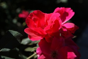 Rosa Red Knock Out