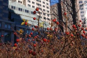 SONY DSC