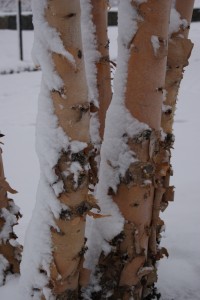 Betula nigra 'Cully' (Heritage)