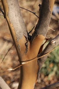 Stewartia pseudocamellia