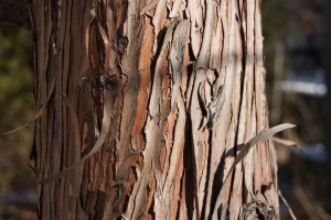 Taxodium distichum