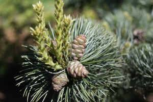 Conifer Cones