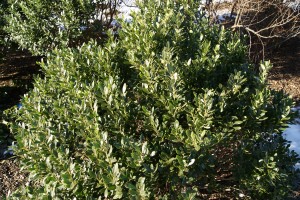 Ilex Glabra