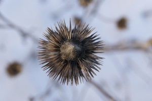 Echinecea purpurea seedhead