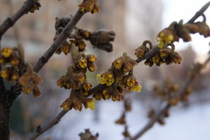 Hamamelis x intermedia 'Arnold's Promise'
