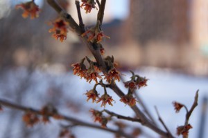 Hamamelis x intermedia 'Jelena