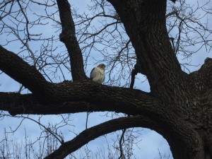 'it's an owl, no, it's a hawk'small