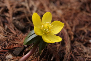 Eranthis hyemalis, Winter Aconite