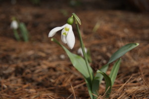 Galanthus elwesii, Snowdrops