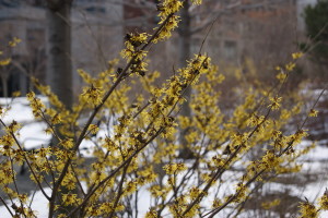 Hamamelis,  'Arnold's Promise'