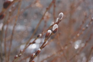 Salix bebbiana, Bebb’s Willow