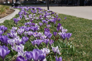 Crocus 'Majestic Lavendar Mix'