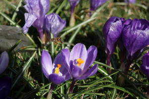 Crocus 'Majestic Lavendar Mix'