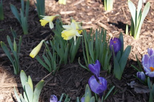 Narcissus 'Topolino'