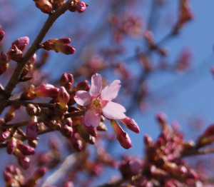 Prunus x incamp 'Okame' 