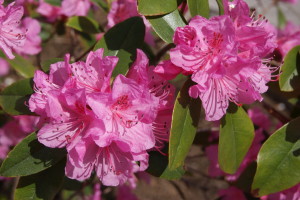 Rhodendron (Indica Type) ''Macratha Pink'