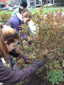 rosepruning small