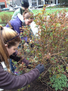 rosepruning small