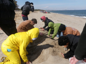 Studying the effects of erosion on a sandy beach. 