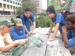 We identified what has been eating our delicious kale--Cabbage Beetles.  