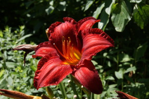 SONY DSC