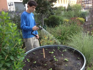 Andrew, watering the Napa Cabbage 