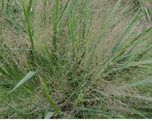 Eragrostis spectabilis