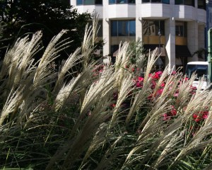 Miscanthus sinensis in bloom