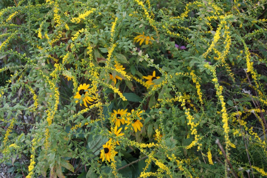 A nice pairing of Solidago and Rudbeckia