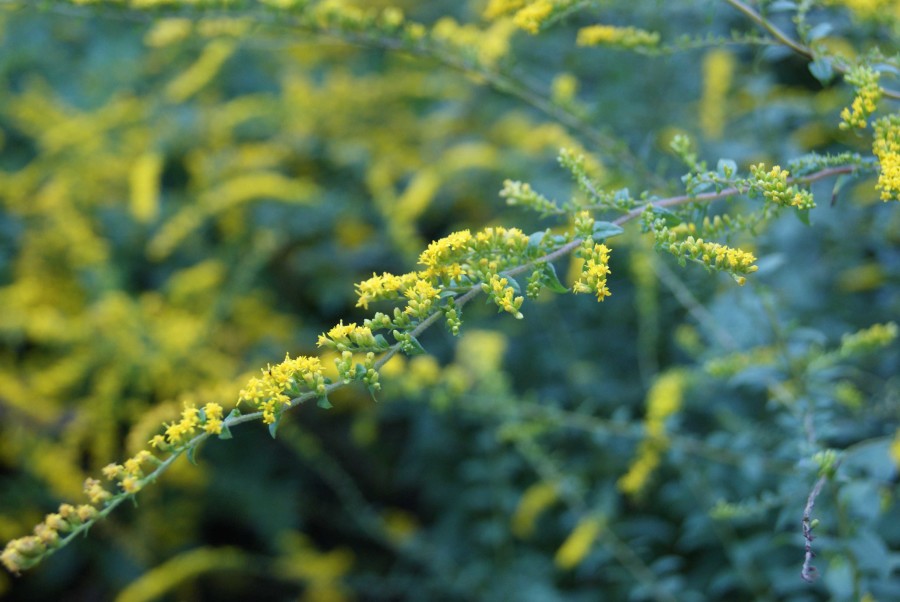 Solidago rugosa 'Fireworks'