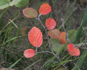 Fothergilla gardenii